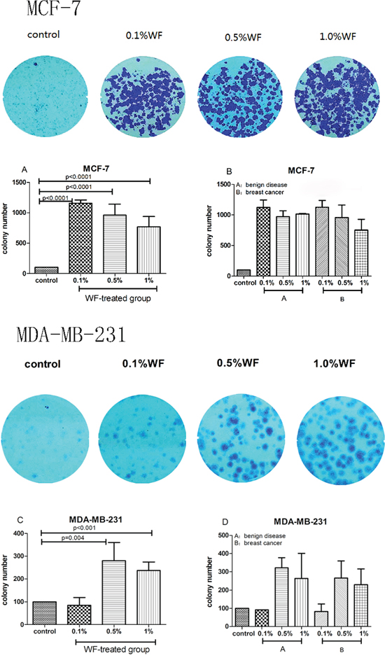 Colony formation assays: WF promotes MCF-7 and MDA-MB-231 cell growth.