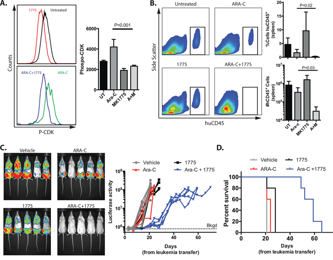 AZD1775 inhibits WEE1 in human leukemia cells in vivo and enhances the efficacy of cytarabine in mice with human leukemia.