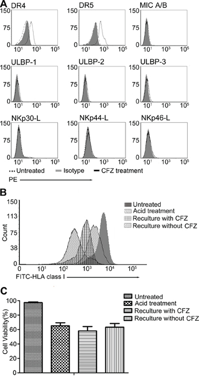 CFZ up-regulated DR4, DR5 and affected the re-expression of HLA class I on cell surface, but had no effect on ULBP 1&#x2013;3, MIC A/B, NKp30-L, NKp44-L and NKp46-L.