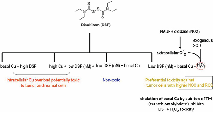 SummarySelective DSF anti-tumor activity requires basal Cu bound to sub-toxic DSF rather than TTM-Cu chelation or extracellular H2O2.