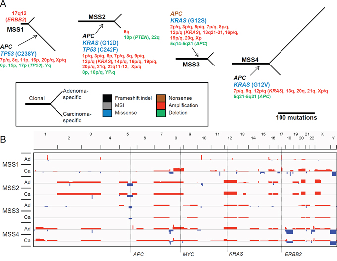 Mutational map and copy number heatmap of MSS genomes.