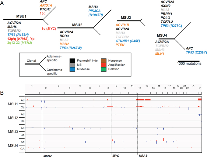 Mutational map and copy number heatmap of MSU genomes.