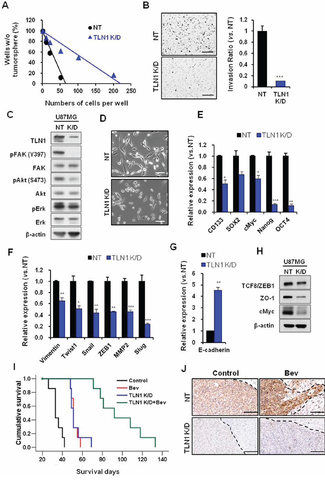 Effects of TLN1 inhibition on malignant progression and survival gains by bevacizumab in U87MG.