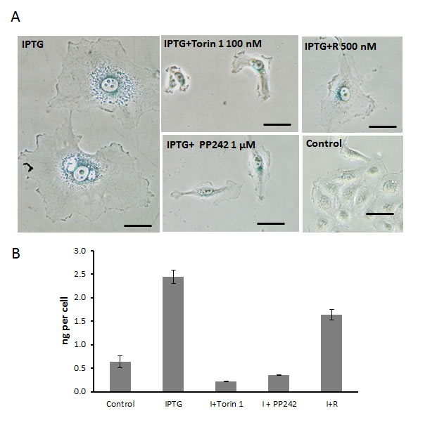 Torin 1 and PP242 prevent senescent morphology and hypertrophy in HT-p21 cells induced to senesce by IPTG.