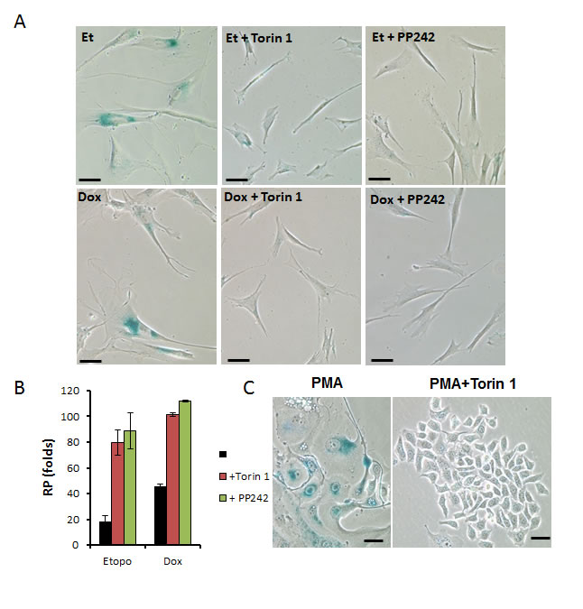 Torin 1 and PP242 suppress geroconversion in human WI38t fibroblasts and SkBr3 cells.