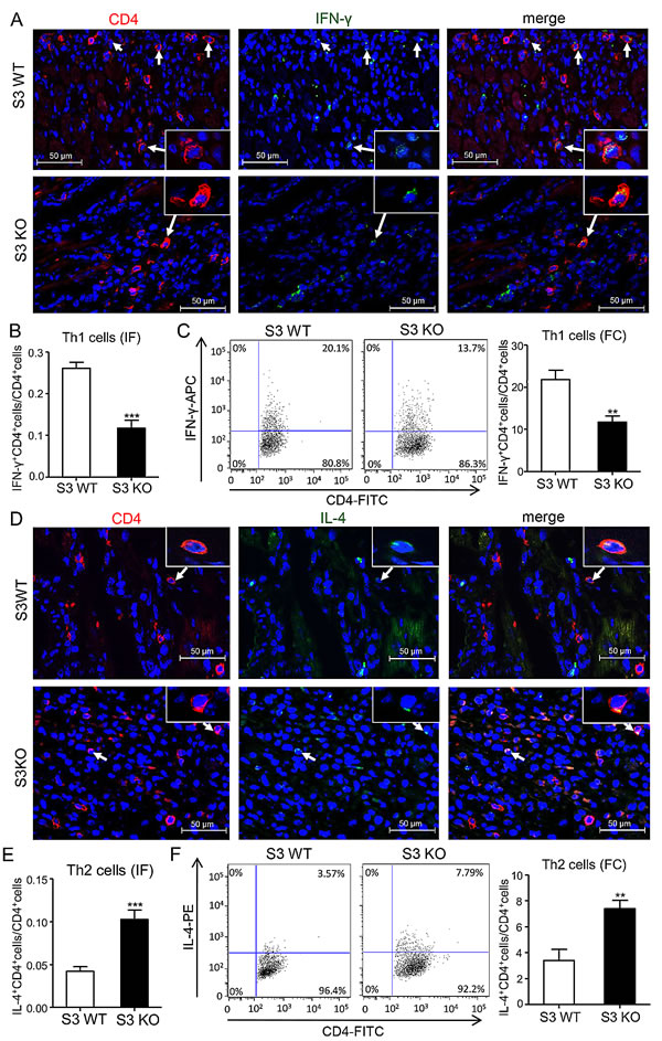 Deletion of Smad3 suppresses Th1 but enhances Th2 cells infiltrating the cardiac allografts.