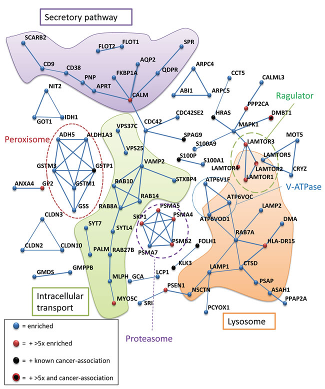 STRING protein interaction analysis of proteins significantly increased in urinary exosomes from prostate cancer patients.