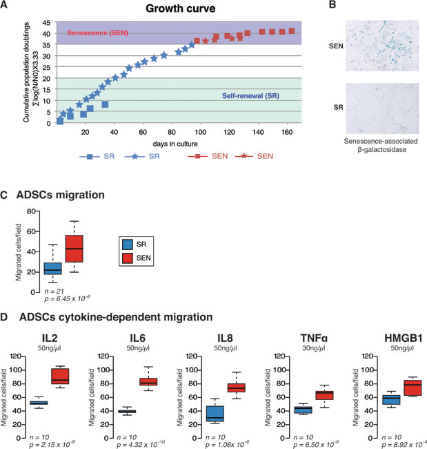 Replicative senescence impairs migratory properties of the hADSCs.