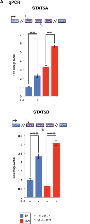 Stimulation of the self-renewing and senescent hADSCs with IL-2 upregulates mRNA of a mediator of IL-2 signaling STAT5 gene.