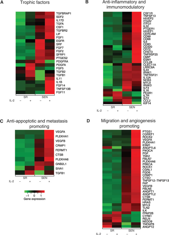 Gene expression levels for self-renewing and senescence hADSCs upon IL-2 treatment among functionally coherent sets of genes.