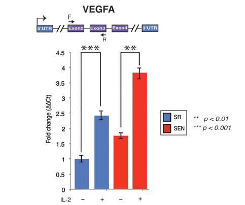 Interleukin-2 upregulates transcription of the VEGFA gene upon replicative senescence of hADSCs.