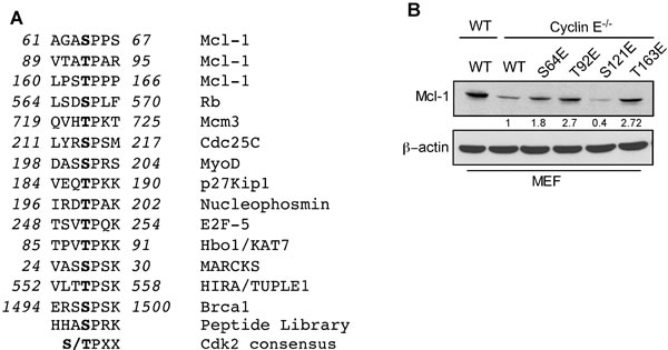 Identification of Mcl-1 phosphorylation sites by Cyclin E/Cdk2.