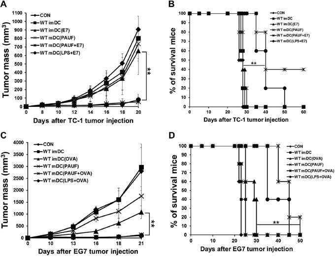 PAUF mediated DC vaccine has a significant tumor treatment effect.