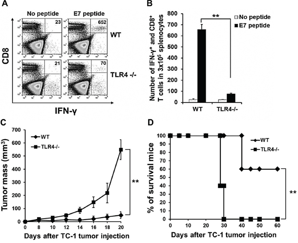 Effect of TLR4 expression on the adjuvant effect of PAUF.