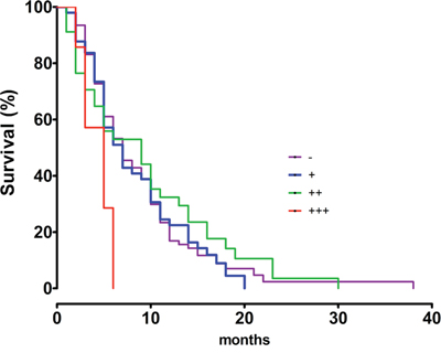 The overall survival curves for SALL4-negative (&#x2212;) (n = 73), weak SALL4-positive cases (&#x002B;) (n = 49), moderate SALL4-positive cases (&#x002B;&#x002B;) (n = 46) and strong SALL4-positive cases (&#x002B;&#x002B;&#x002B;) (n = 7) in ICC.