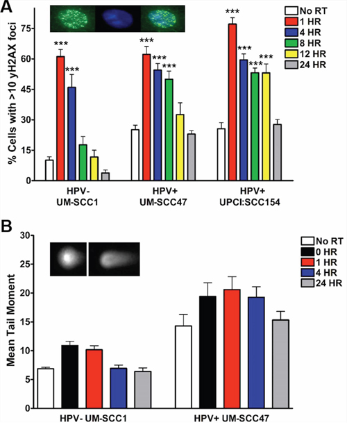 HPV+ HNSCCs exhibit delayed resolution of IR-induced DNA DSBs.