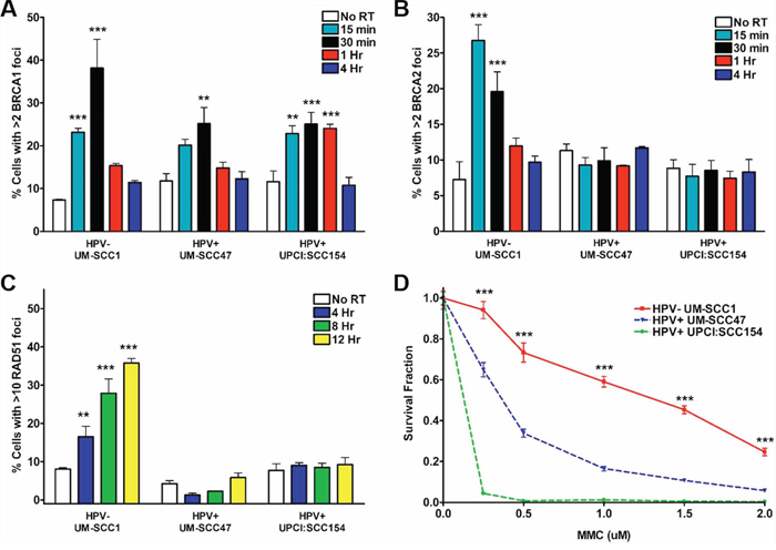 HPV+ HNSCCs display defects in HR repair signaling.