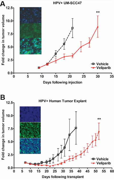 HPV+ HNSCCs are sensitive to PARP inhibition in vivo.