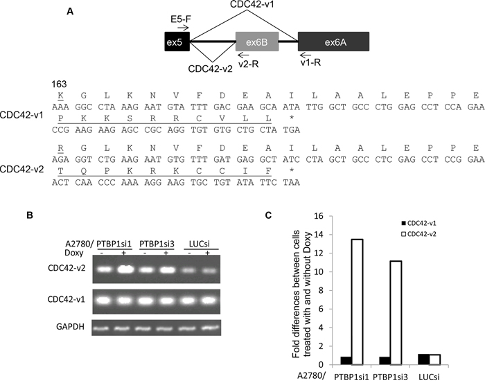 Knockdown of PTBP1 alters alternative splicing of CDC42.