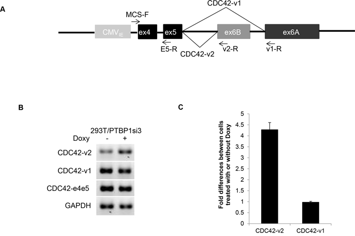 Regulation of CDC42 alternative splicing in minigene by PTBP1.