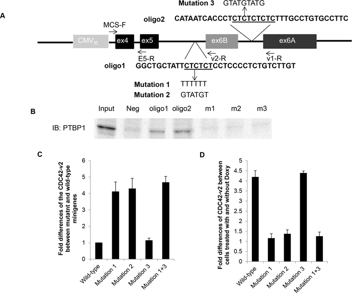 Mutations in PTBP1 binding site on the upstream intron of CDC42 exon 6B relieves repression of exon 6B inclusion by PTBP1.