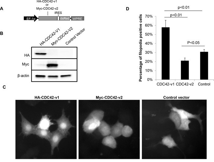 Ectopically expressed CDC42-v2 suppresses filopodia formation.