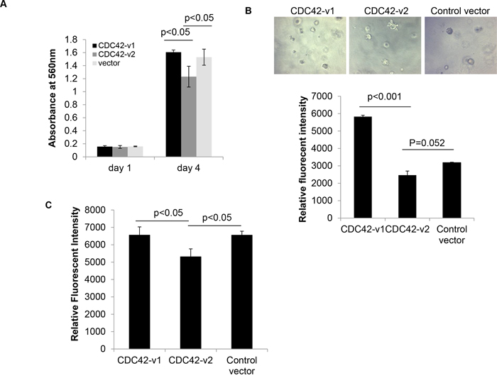 Ectopically expressed CDC42-v2 impairs transformation properties of ovarian cancer cells.