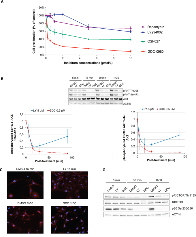 Melanocytes are more sensitive to dual PI3K/mTOR inhibition than PI3K inhibition due to a feedback mechanism inducing AKT reactivation.