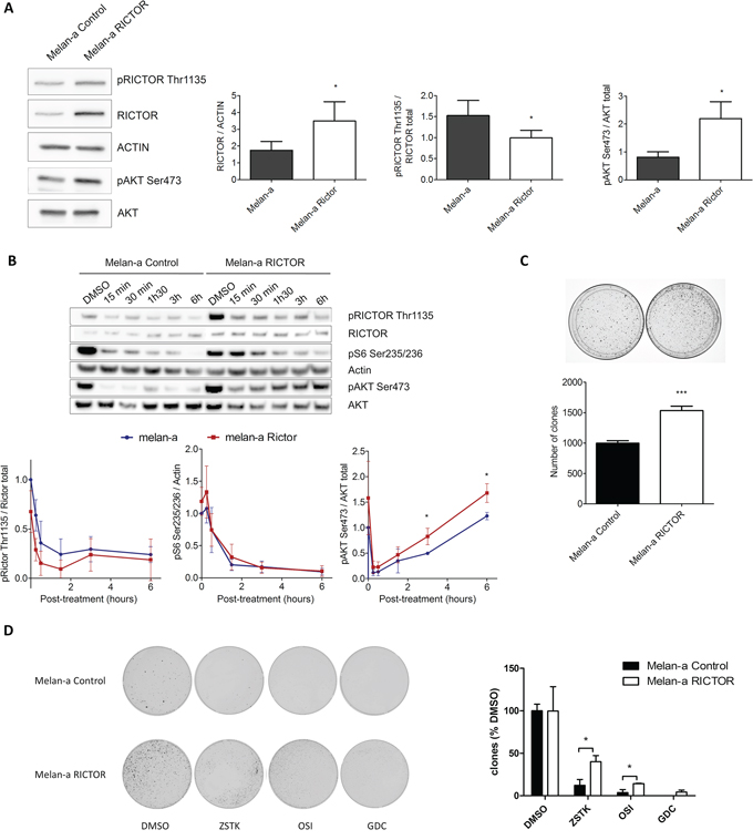 RICTOR controls the PI3K pathway in melanocytes.