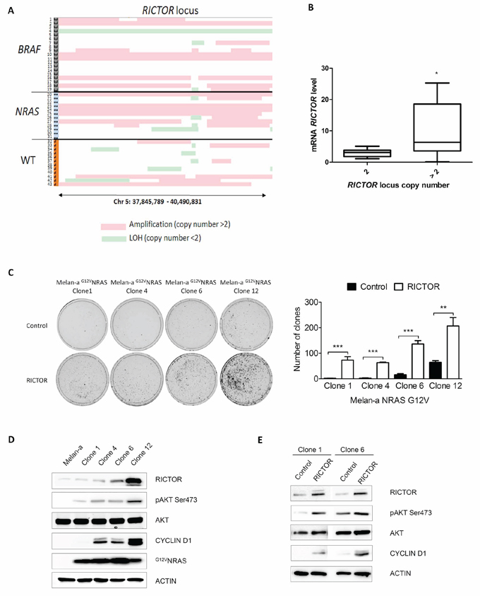 RICTOR locus is amplified in melanoma and stimulates clonogenicity and cyclinD1 expression in G12VNRAS transformed Melan-a.