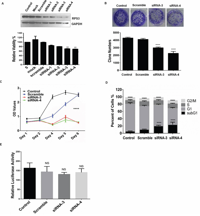 RPS3 knockdown inhibited cell growth.