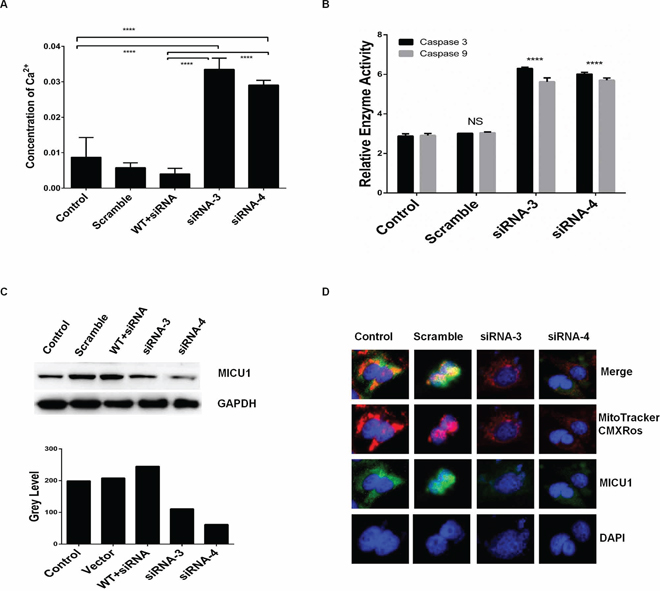 RPS3 knockdown reduced the mitochondrial Ca2+ gatekeeper MICU1.
