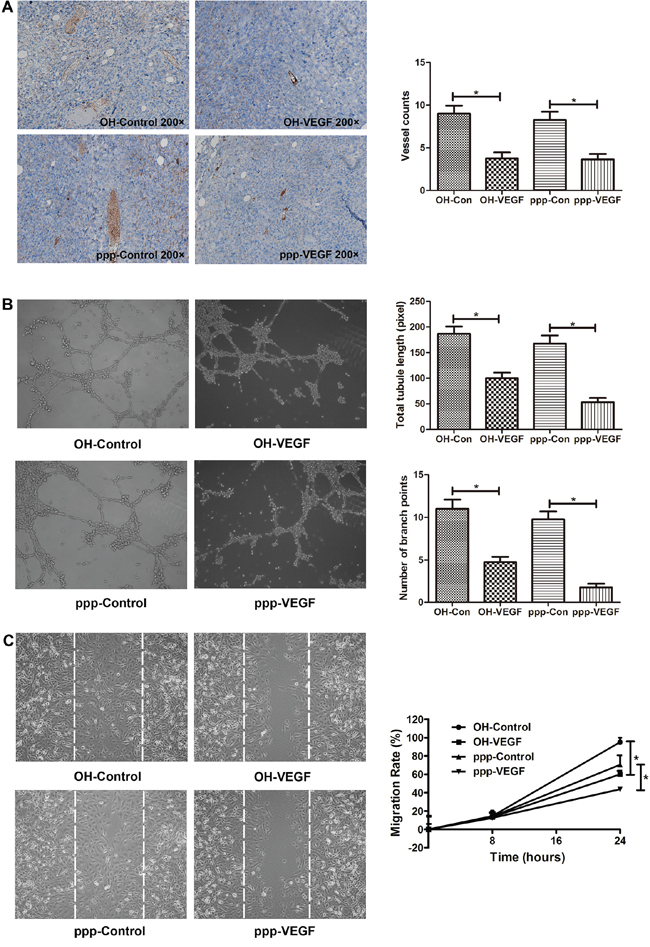 ppp-VEGF inhibits tumor angiogenesis in vivo, inhibits tubule-like structure formation, and decreases migration of endothelial cells in vitro.