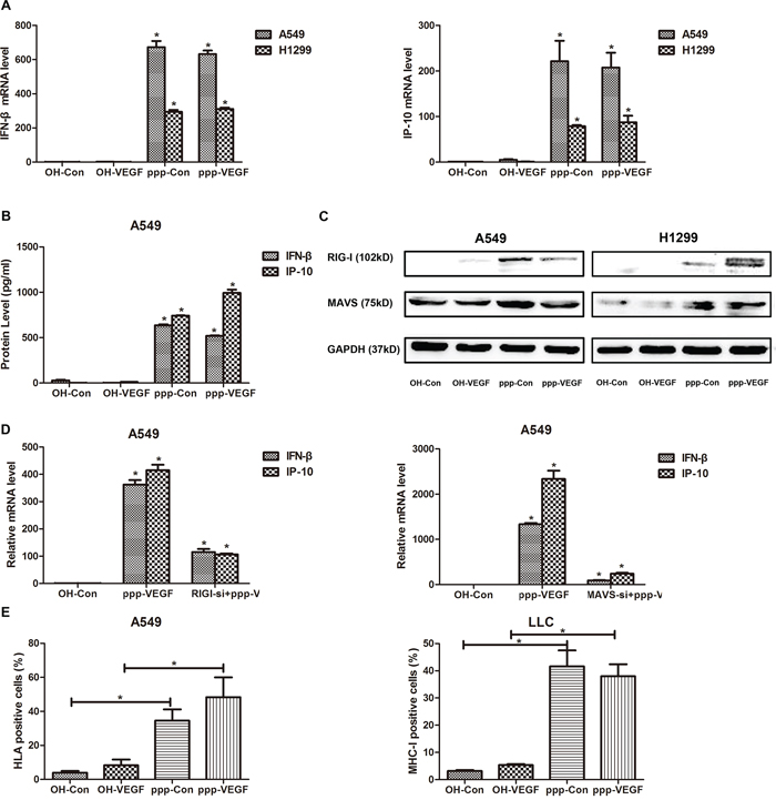 ppp-VEGF activates RIG-I signaling and induces type I IFN responses in vitro.