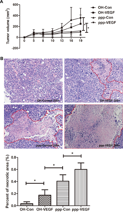ppp-VEGF inhibits tumor growth and significantly promotes tumor necrosis.