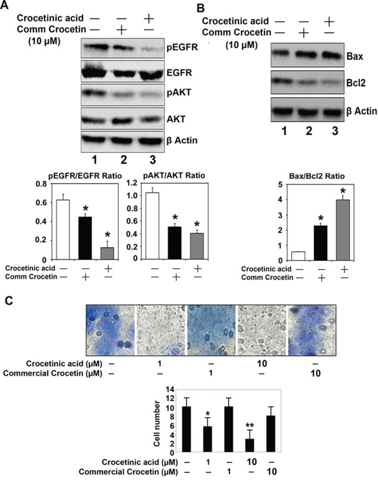 Crocetinic acid inhibits activation of EGF receptor and inhibits cell migration.
