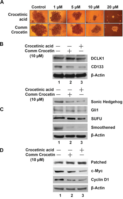 Crocetinic acid inhibits pancosphere formation and Hedgehog signaling pathway.