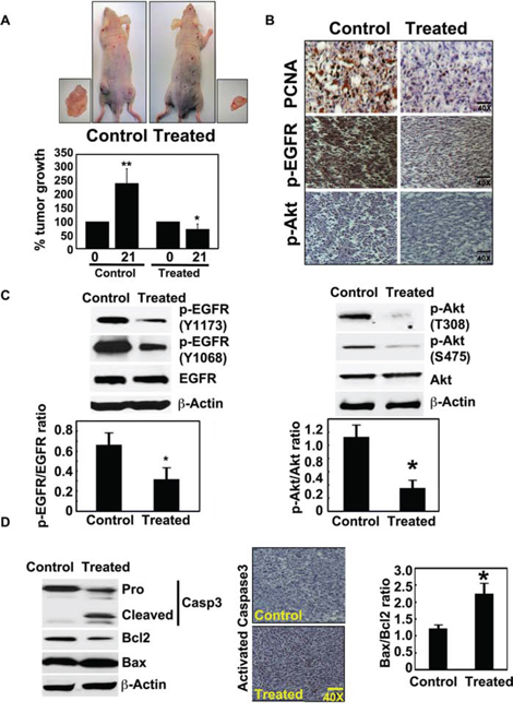 Crocetinic acid inhibits pancreatic cancer xenografts.