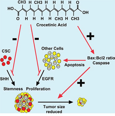 Schematic representation of mechanism by which crocetinic acid inhibits tumor growth.