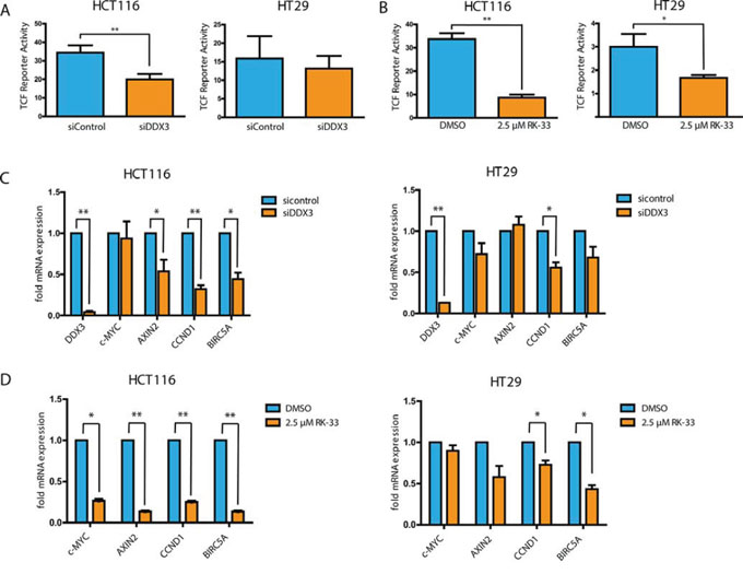DDX3 inhibition results in reduced Wnt signaling activity.