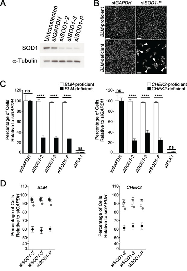 BLM and CHEK2 are synthetic lethal with SOD1.