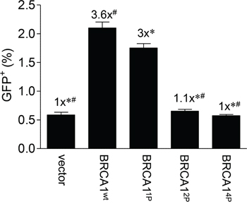 Progressive mutagenesis of the BRCA1 SQ-cluster results in reduced HRR.