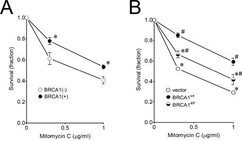 Quadruple BRCA1 (4P) mutant sensitizes ovarian UWB1.289 cells to mitomycin C.