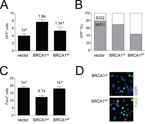 Mutations of BRCA1 phosphorylation sites increase the time cells undergoing HRR remain in the later stages of the cell cycle.