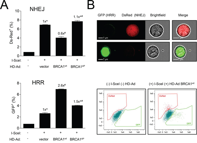 Mutations of BRCA1 phosphorylation sites inversely affect different pathways of DSB repair.