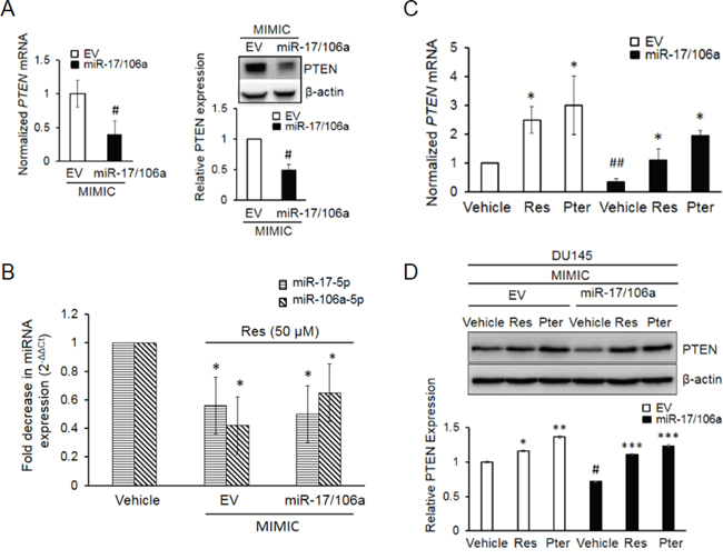 Establishment and characterization of DU145 cells stably overexpressing miR-17/106a.