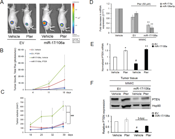 Pterostilbene diminishes the miR-17/106a-promoted tumor growth in prostate cancer xenografts.