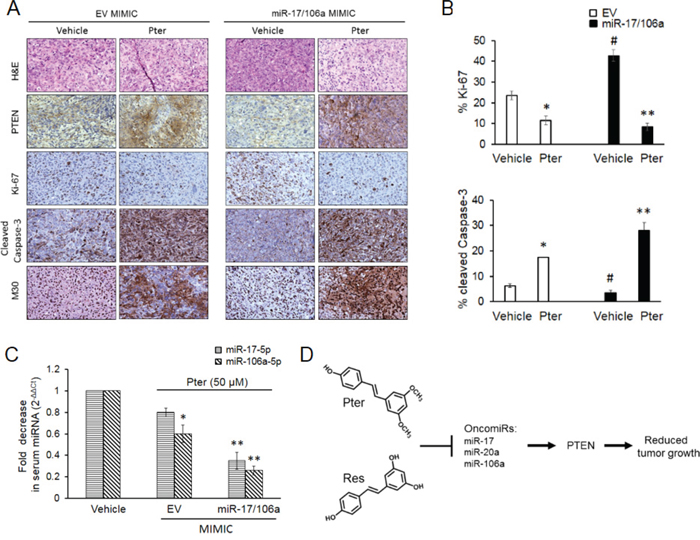 Pterostilbene induces PTEN expression and apoptosis, inhibits tumor cell proliferation and downregulates circulating tumor-derived oncomiRs in vivo.