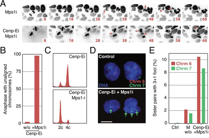 Sequential Cenp-E and Mps1 inhibition generates aneuploid daughter cells.