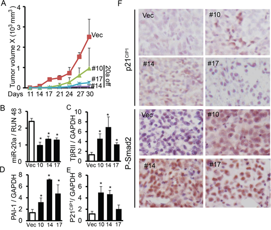 Knocking down miR-20a expression upregulates T&#x03B2;RII and inhibits tumorigenecity in vivo.